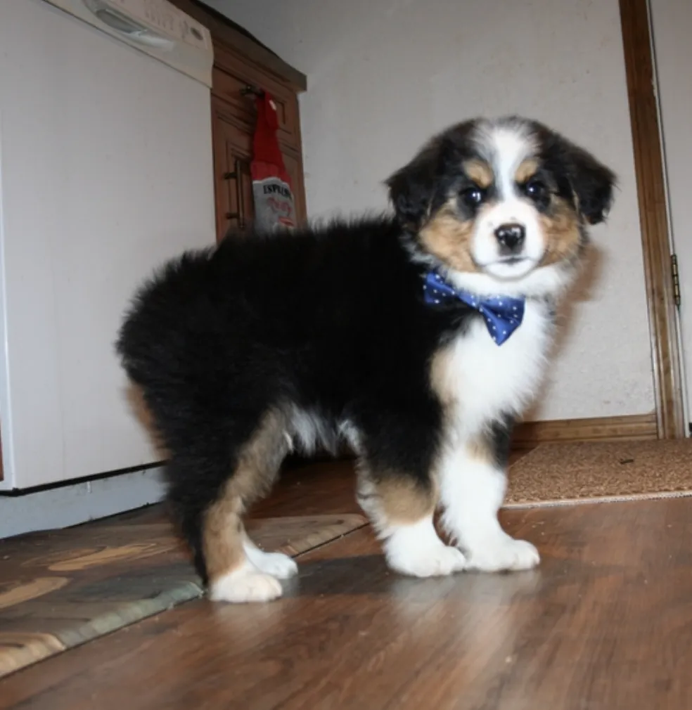Australian Shepherd Welpe