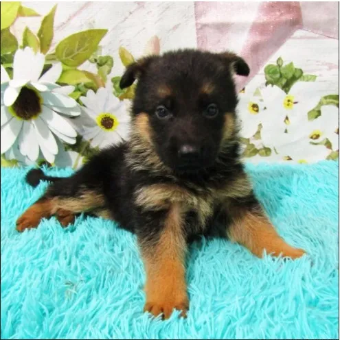 Deutscher Schäferhund