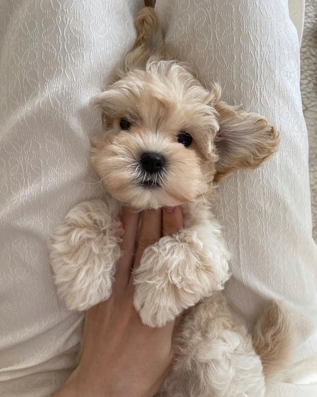 Maltipoo Welpe bereit für ein Zuhause