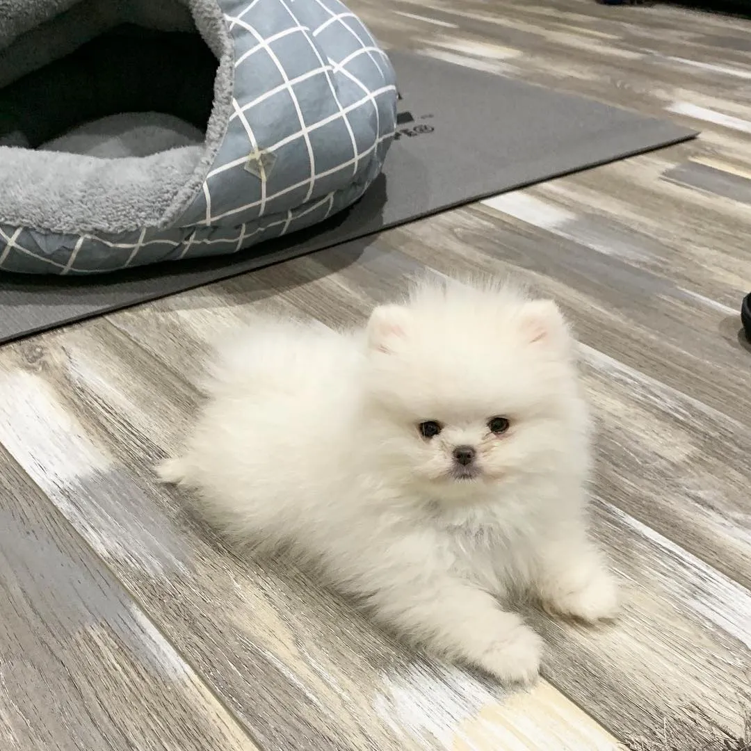 Entzückender Pomeranian Welpe