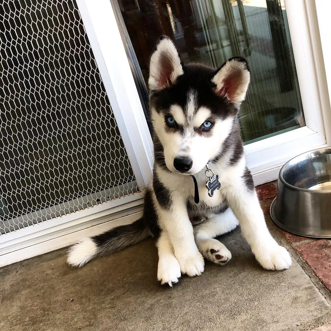 Siberian Husky